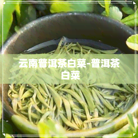 云南普洱茶白菜-普洱茶 白菜