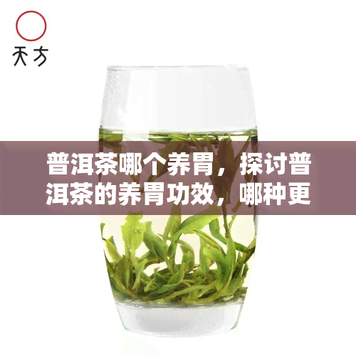 普洱茶哪个养胃，探讨普洱茶的养胃功效，哪种更适合你？