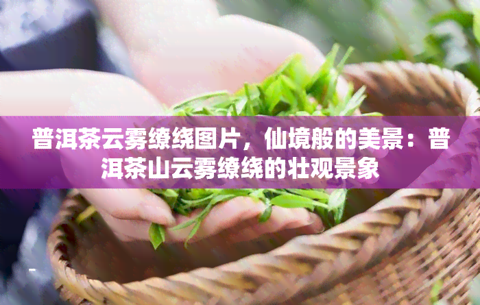 普洱茶云雾缭绕图片，仙境般的美景：普洱茶山云雾缭绕的壮观景象