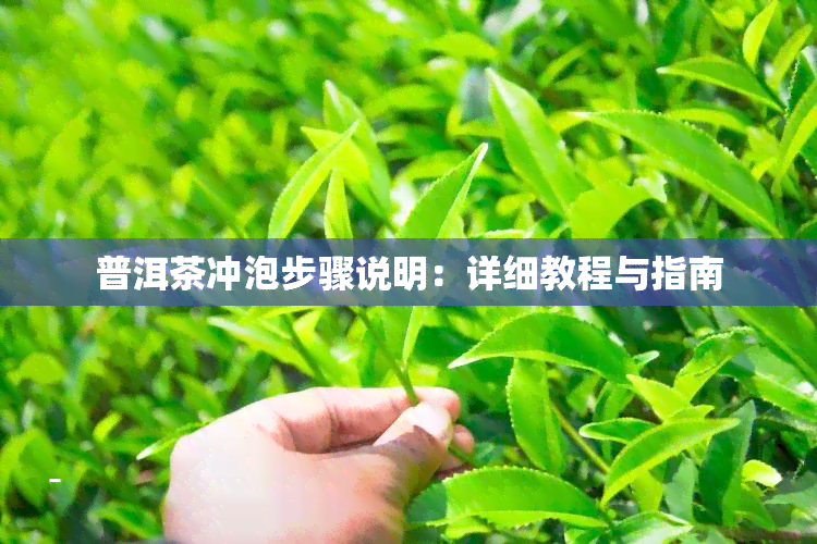 普洱茶冲泡步骤说明：详细教程与指南