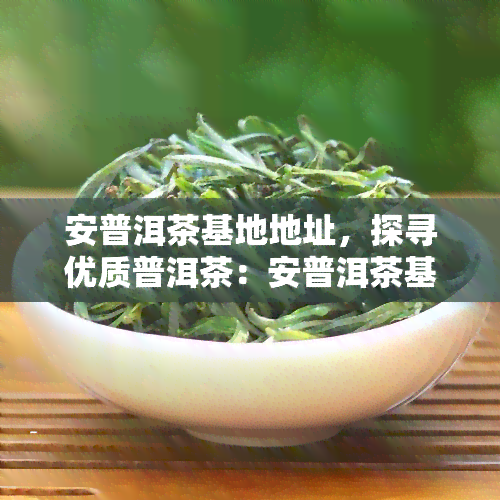 安普洱茶基地地址，探寻优质普洱茶：安普洱茶基地地址解析