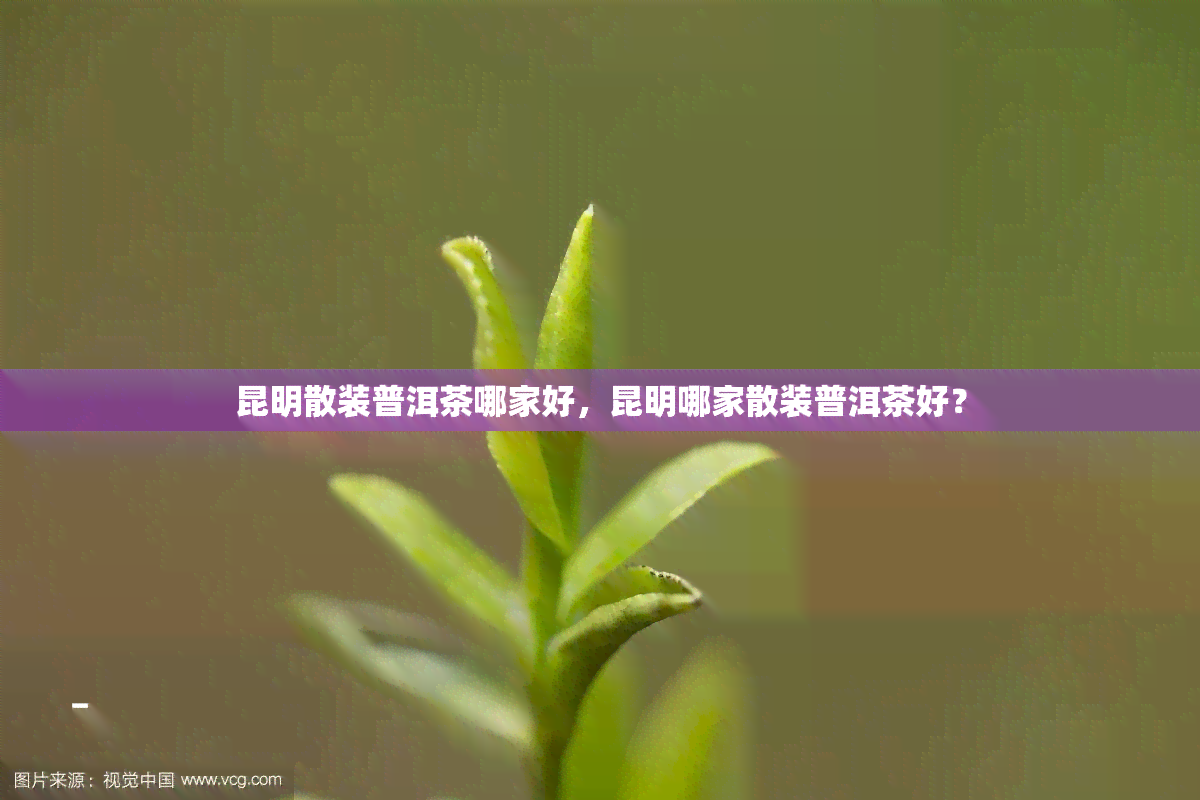 昆明散装普洱茶哪家好，昆明哪家散装普洱茶好？