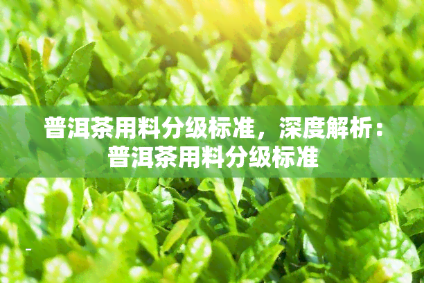 普洱茶用料分级标准，深度解析：普洱茶用料分级标准