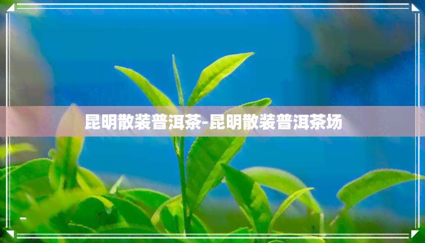 昆明散装普洱茶-昆明散装普洱茶场