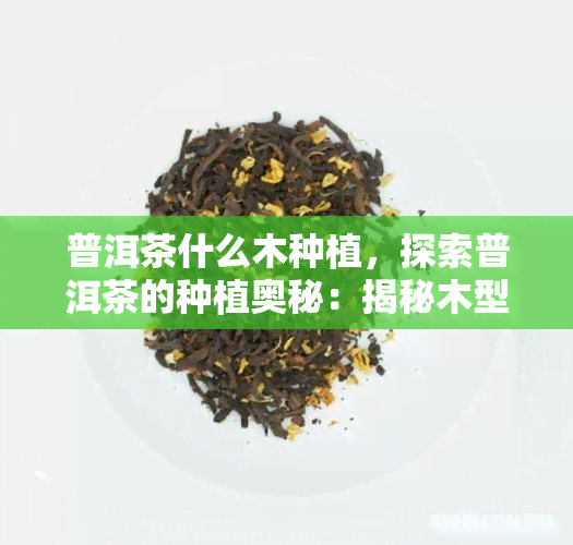 普洱茶什么木种植，探索普洱茶的种植奥秘：揭秘木型普洱茶的种植方法和特点