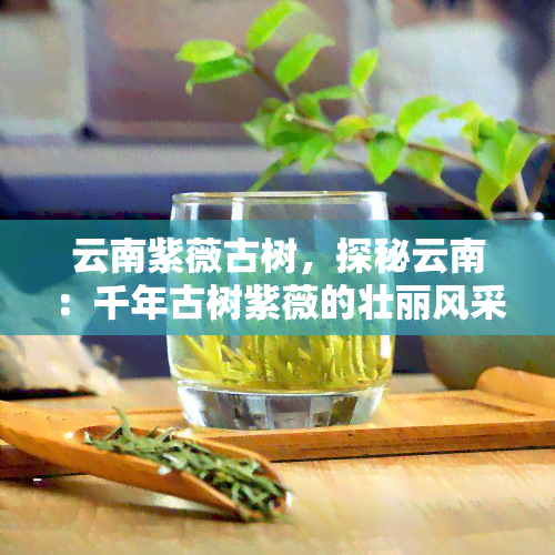 云南紫薇古树，探秘云南：千年古树紫薇的壮丽风采