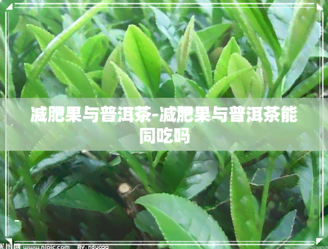 减肥果与普洱茶-减肥果与普洱茶能同吃吗