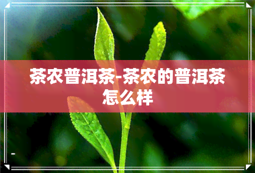 茶农普洱茶-茶农的普洱茶怎么样