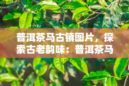 普洱茶马古镇图片，探索古老韵味：普洱茶马古镇的绝美图片