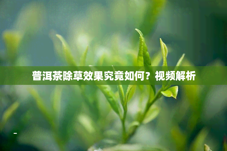 普洱茶除草效果究竟如何？视频解析