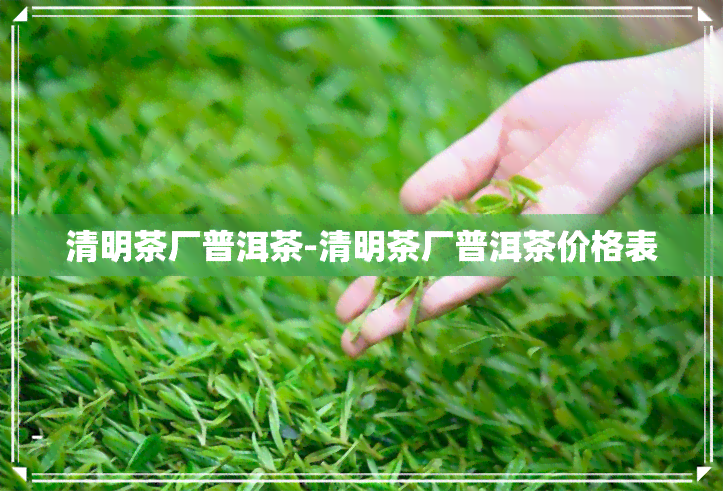 清明茶厂普洱茶-清明茶厂普洱茶价格表