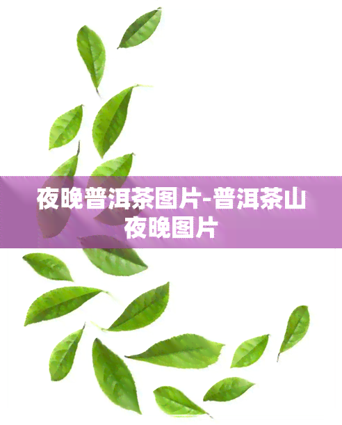 夜晚普洱茶图片-普洱茶山夜晚图片