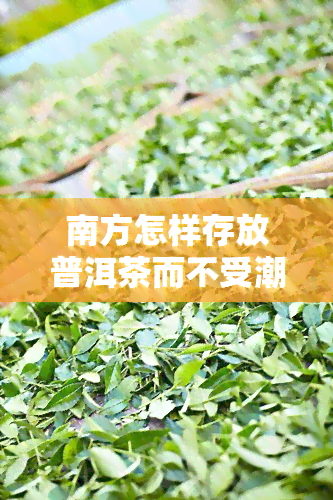 南方怎样存放普洱茶而不受潮？专业建议在此！