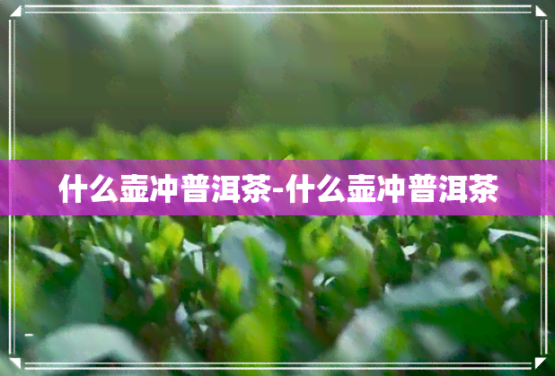 什么壶冲普洱茶-什么壶冲普洱茶