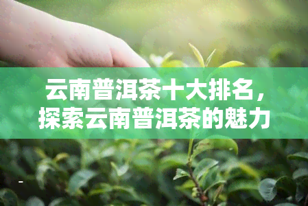 云南普洱茶十大排名，探索云南普洱茶的魅力：十大排行榜一览