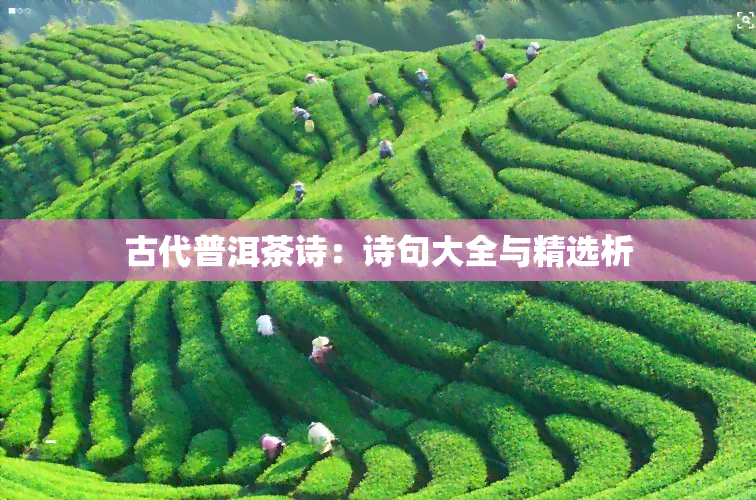 古代普洱茶诗：诗句大全与精选析