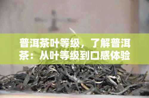 普洱茶叶等级，了解普洱茶：从叶等级到口感体验