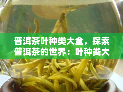 普洱茶叶种类大全，探索普洱茶的世界：叶种类大全解析