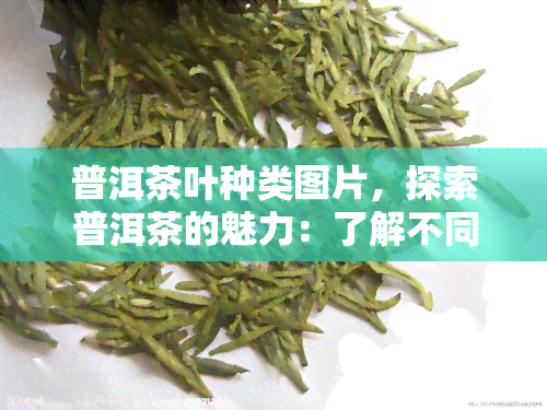 普洱茶叶种类图片，探索普洱茶的魅力：了解不同叶种类的图片解析