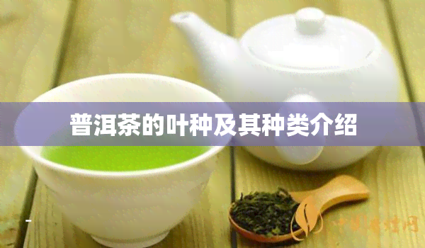 普洱茶的叶种及其种类介绍