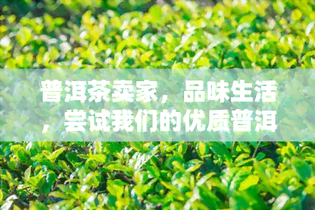 普洱茶卖家，品味生活，尝试我们的优质普洱茶！——专业普洱茶卖家