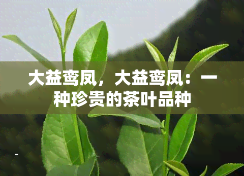 大益鸾凤，大益鸾凤：一种珍贵的茶叶品种