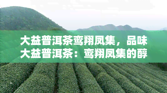 大益普洱茶鸾翔凤集，品味大益普洱茶：鸾翔凤集的醇厚韵味