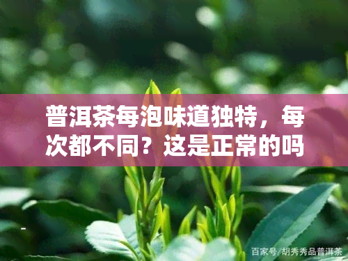 普洱茶每泡味道独特，每次都不同？这是正常的吗？