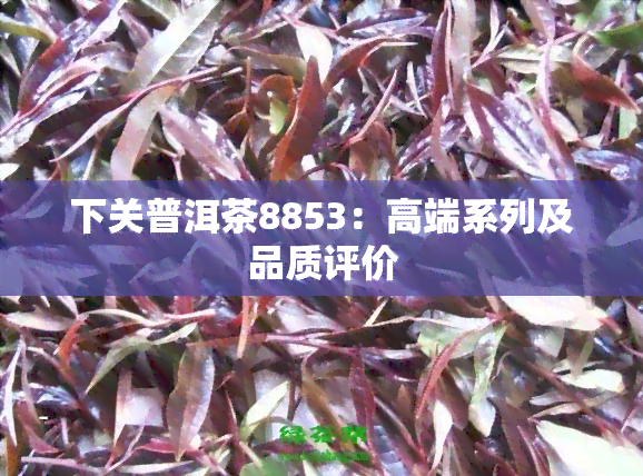 下关普洱茶8853：高端系列及品质评价