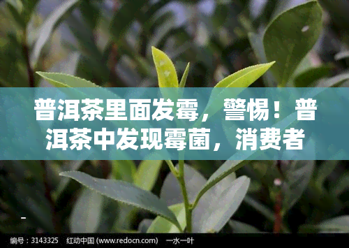 普洱茶里面发霉，警惕！普洱茶中发现霉菌，消费者需要注意什么？