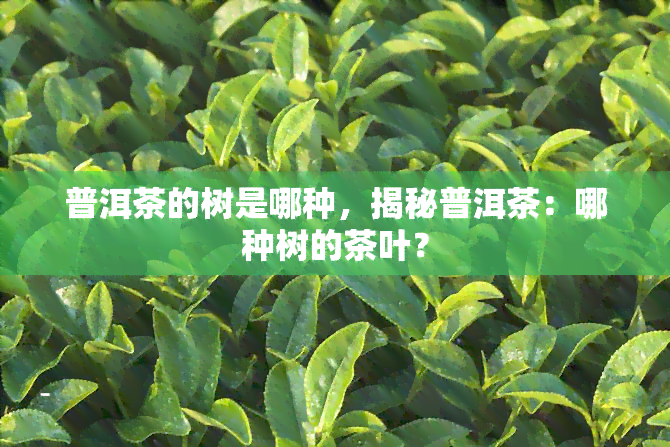 普洱茶的树是哪种，揭秘普洱茶：哪种树的茶叶？