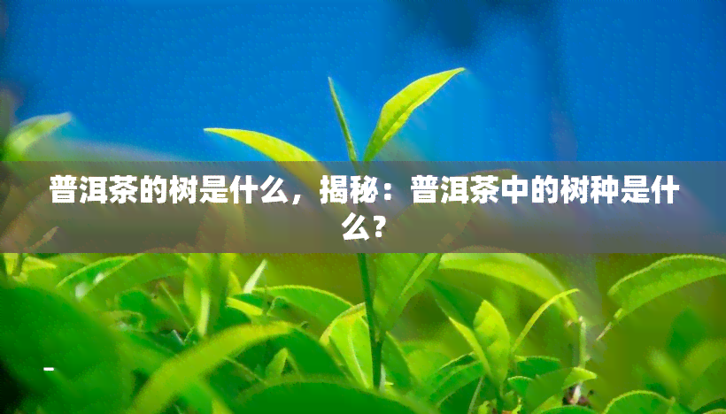 普洱茶的树是什么，揭秘：普洱茶中的树种是什么？