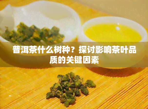 普洱茶什么树种？探讨影响茶叶品质的关键因素