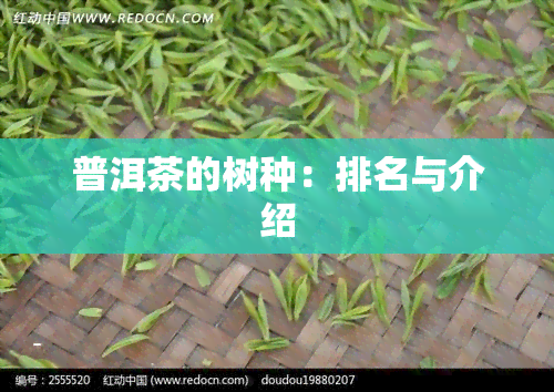 普洱茶的树种：排名与介绍