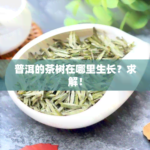 普洱的茶树在哪里生长？求解！