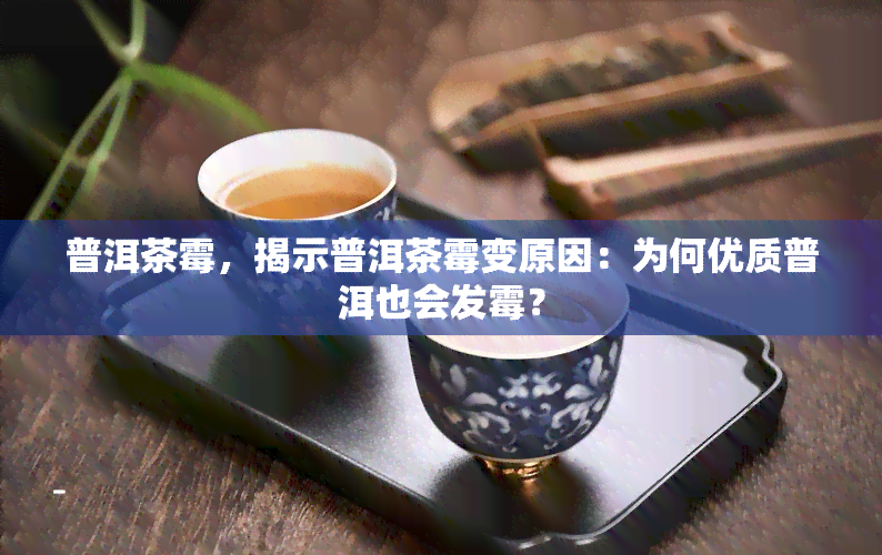 普洱茶霉，揭示普洱茶霉变原因：为何优质普洱也会发霉？