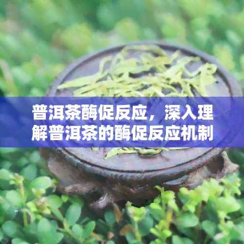 普洱茶酶促反应，深入理解普洱茶的酶促反应机制