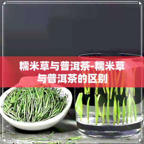 糯米草与普洱茶-糯米草与普洱茶的区别