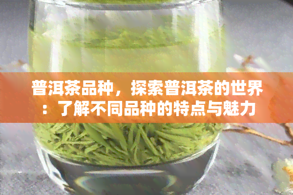 普洱茶品种，探索普洱茶的世界：了解不同品种的特点与魅力