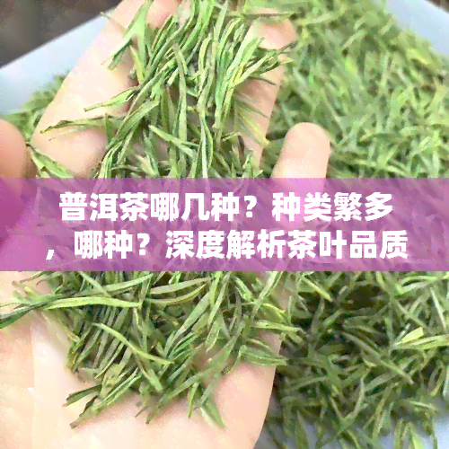 普洱茶哪几种？种类繁多，哪种？深度解析茶叶品质与口感