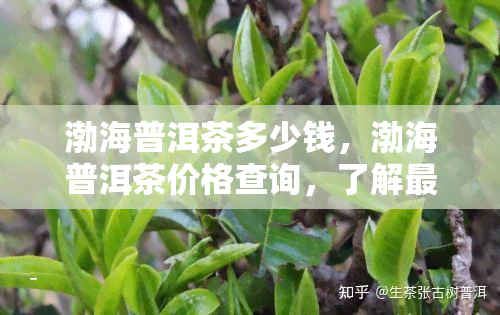 渤海普洱茶多少钱，渤海普洱茶价格查询，了解最新市场价格！