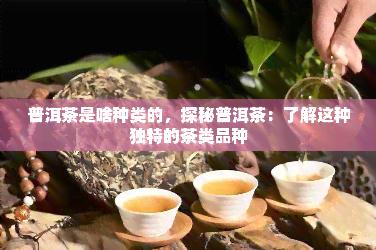 普洱茶是啥种类的，探秘普洱茶：了解这种独特的茶类品种