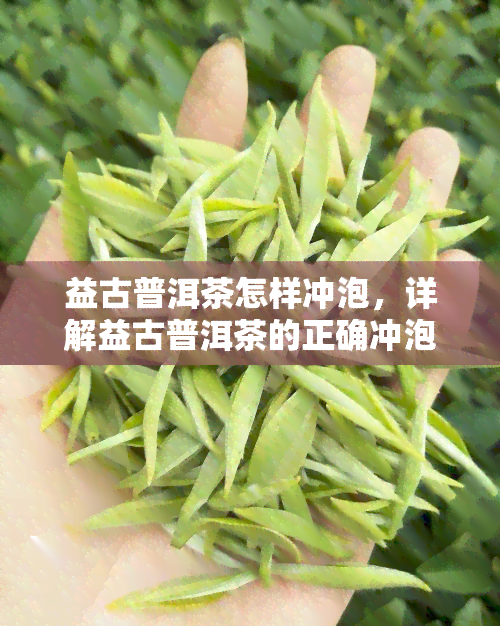 益古普洱茶怎样冲泡，详解益古普洱茶的正确冲泡方法