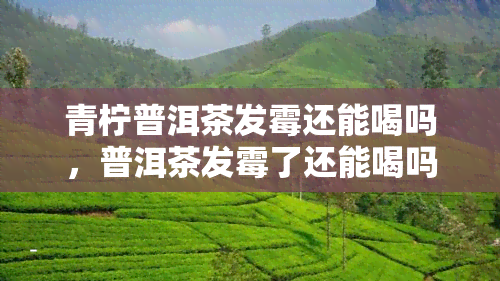 青柠普洱茶发霉还能喝吗，普洱茶发霉了还能喝吗？