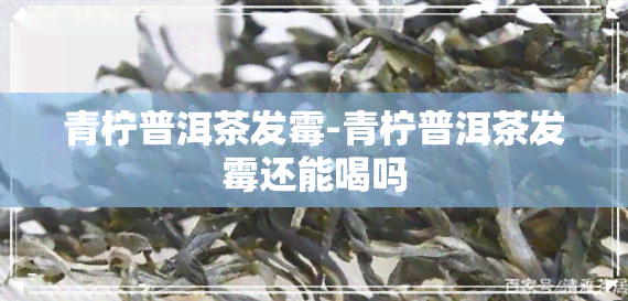 青柠普洱茶发霉-青柠普洱茶发霉还能喝吗