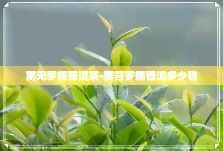 南无罗娜普洱茶-南吾罗娜普洱多少钱