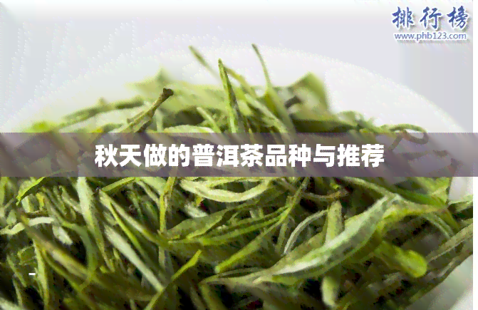 秋天做的普洱茶品种与推荐