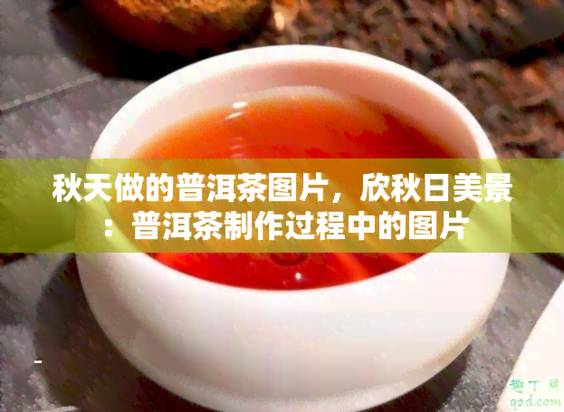 秋天做的普洱茶图片，欣秋日美景：普洱茶制作过程中的图片