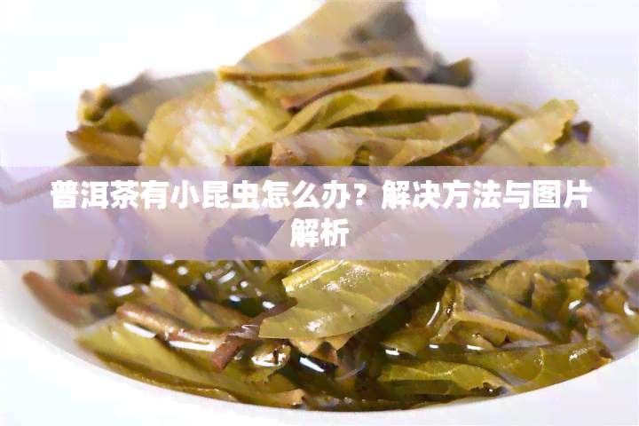 普洱茶有小昆虫怎么办？解决方法与图片解析