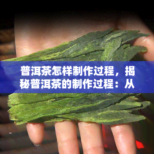 普洱茶怎样制作过程，揭秘普洱茶的制作过程：从采摘到发酵的每一个步骤